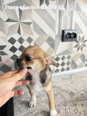 Chihuahua чихуахуа , снимка 4 - Чихуахуа - 55805147
