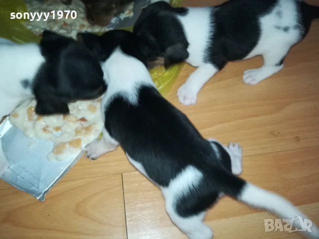 джак ръсел-кученце по избор 250лв за брой 1809250756, снимка 16 - Джак ръсел териер - 51752344