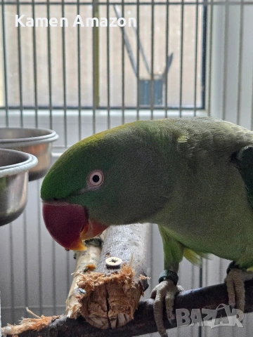 папагал голям Александър , снимка 2 - Папагали - 53145627