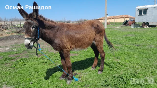 Продавам магаре , снимка 1