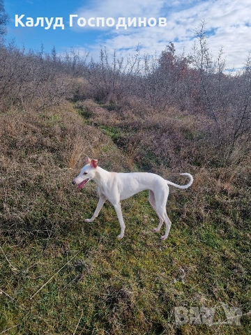 Хрътки, снимка 2 - Хрътка - 53426199