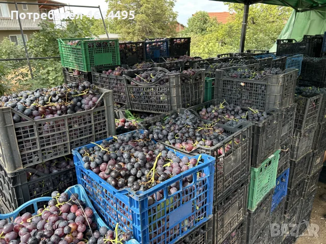 Грозде за вино и ракия, снимка 12 - Други услуги - 55901144