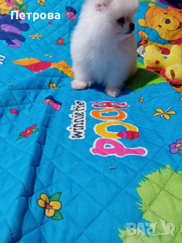 Мини померанче момченце, снимка 2 - Померан - 52473539