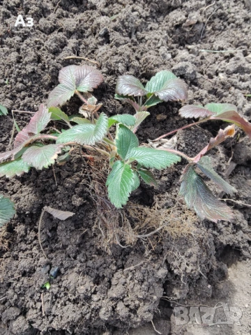 продавам разсад на български ягоди, снимка 2 - Разсади - 53803654