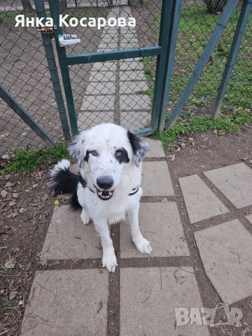 Младо куче търси своя дом!, снимка 9 - Други - 52008103