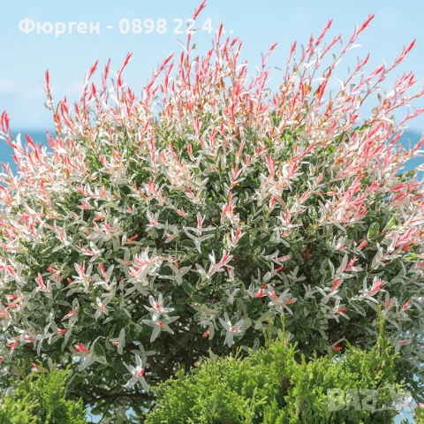 Японска върба Salix Hakuro Nishiki - Фламинго, снимка 3 - Разсади - 53489657