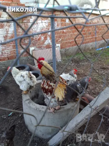 пилета и подрастващи , снимка 11 - други­ - 47081230