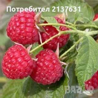 КОРЕНИ  МАЛИНИ  Български сорт ЛЮЛИН и ХЕРИТИДЖ и ЯГОДИ КАСКАДНИ и УВИВНИ , снимка 1