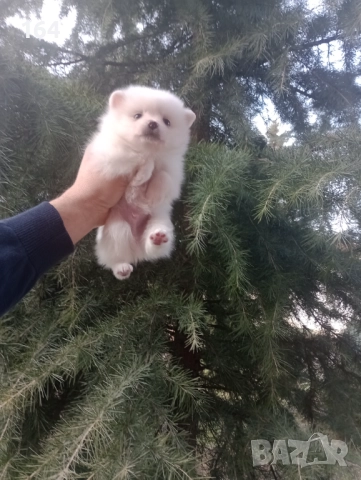Бели мъжки и женски кученца. Померани., снимка 4 - Померан - 52932904
