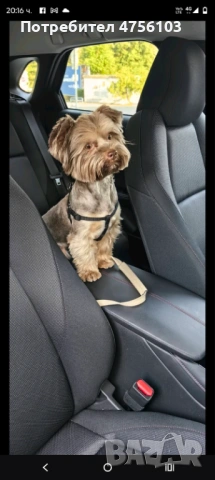 Продавам Йоркширски териерчета, снимка 8 - Йоркширски териер - 53725169