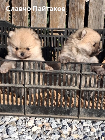 померан, снимка 2 - Померан - 53198634