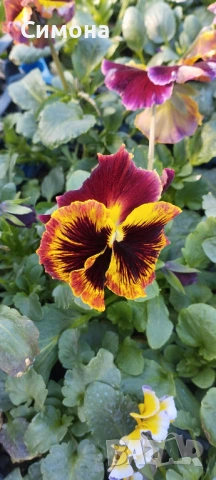 Продавам теменужки, снимка 10 - Градински цветя и растения - 53522788