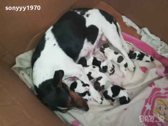 джак ръсел 1308251505, снимка 3 - Джак ръсел териер - 51353459