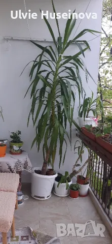 Палма Юка, снимка 1