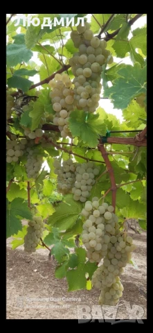 Грозде за вино и ракия Мускат Отонел, снимка 1