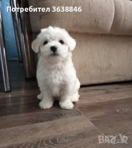 Малтийска болонка мини, снимка 3 - Болонка - 49567390