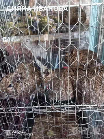 КАТЕРИЧКИ ДЕГУ, снимка 5 - Морски свинчета - 48394568