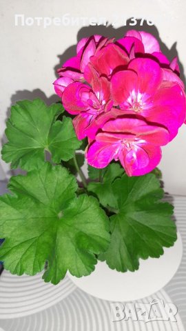 НИСКОСТЕБЛЕНО МУШКАТО  - 4 лв за брой , снимка 1