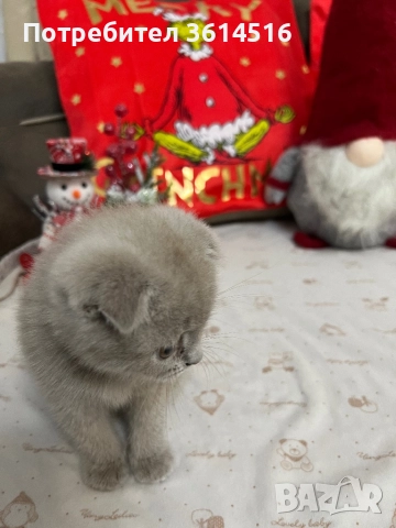 Клепоухо шотландско момченце, снимка 7 - Британска късокосместа - 52859235