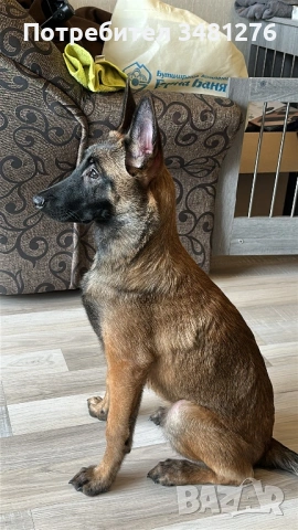 Белгийска Овчарка-Малиноа 