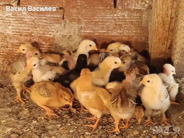 Продавам пилета 