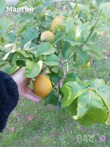 Стайни растения за дома и офиса , снимка 13 - Стайни растения - 52435932