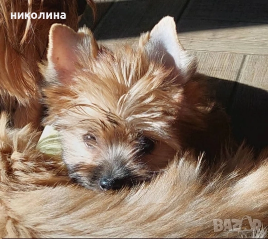 Продавам Йоркширски териер-златен, снимка 2 - Йоркширски териер - 53179258