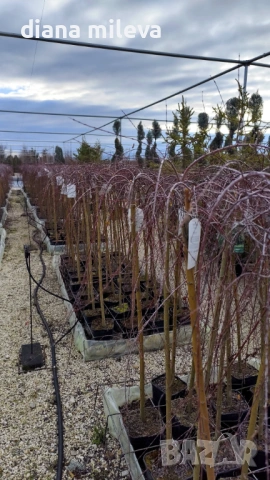Плачеща върба, Salix Integra Pendula, снимка 13 - Градински цветя и растения - 50247216