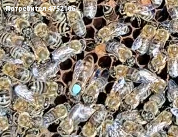 Пчелни майки и отводки от регистриран производител, снимка 3 - Други - 53668503