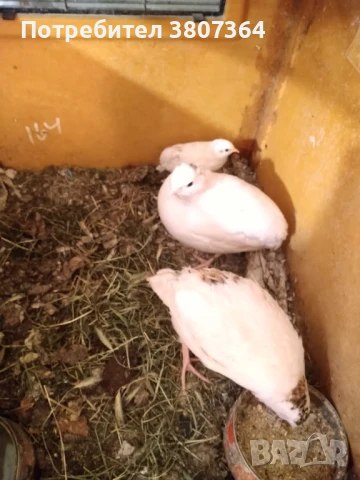 Продавам мъжки Манджурски и Тексаски Бройлерен пътпъдъци 3 лева за брой , снимка 4 - Кокошки и пуйки - 51025907