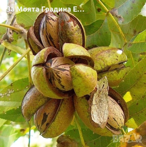 Орех- Пекан (Pecan Nuts) , снимка 7 - Разсади - 53620120