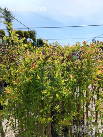 Плачеща върба, Salix Integra Pendula, снимка 9 - Градински цветя и растения - 50247216