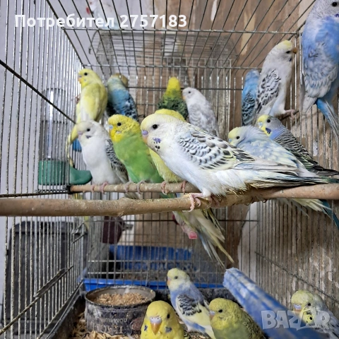 продавам вълнисти папагали 2026, снимка 4 - Папагали - 53766555