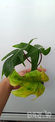 Philodendron florida ghost, снимка 3 - Стайни растения - 52987655
