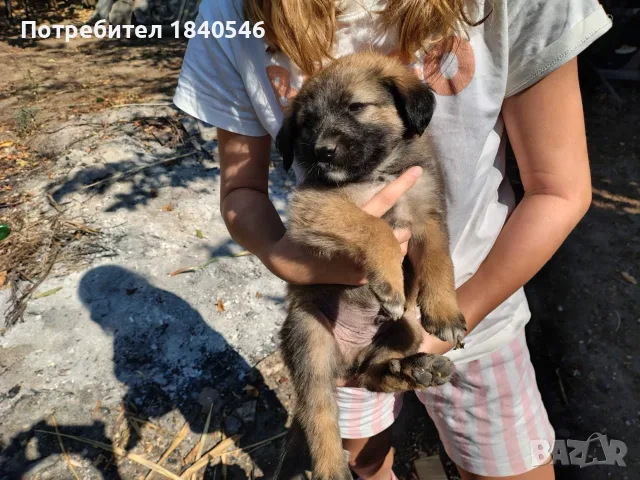 Малки кученца на 45 дена, снимка 14 - Други - 56067923