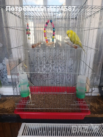 Корела и вълнист папагал социални , снимка 6 - Папагали - 53785461