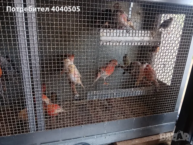 канарчета люпило 26 , снимка 8 - Канари - 56360176