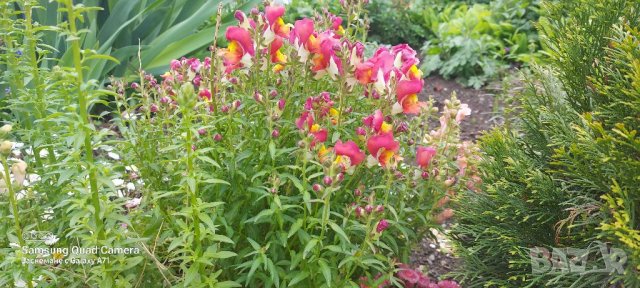 Продавам разсад и  семена кученца шарени