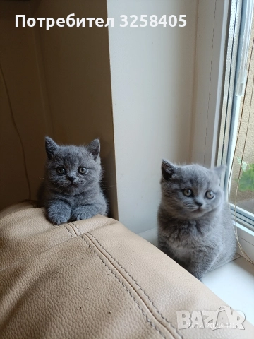 Британска късокосместа