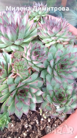 Семпервивум - дебелец различни сортове , снимка 7 - Градински цветя и растения - 52001936