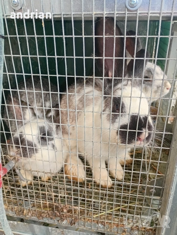 продавам  домашни зайци за клане, снимка 3 - Други животни - 53721028