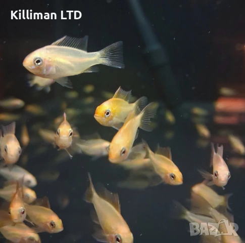 Апистограма рамирези Gold