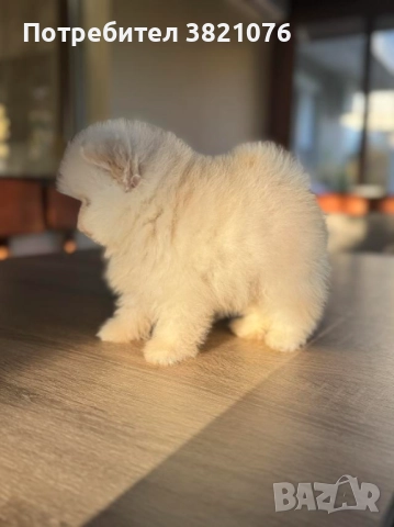 Померан -момче, снимка 1