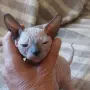 Чистокръвно коте сфинкс, снимка 7
