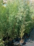 Аризонски Кипарис височина около 170-180 см, снимка 1