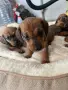 🐾 Породисти дакелчета – 3 женски и 1 мъжко 🐾, снимка 2