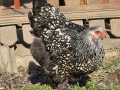 Продавам разплодни яйца от Сребърно кантирана барма (Silver Laced), снимка 3