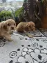 чистокръвни кокер шпаньоли, снимка 4