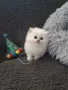 ШЕПИЧКА ЛЮБОВ.УНИКАЛНИ КОТЕНЦА, снимка 2