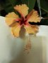 Китайски рози хибискус цвят банан оранжев празен фуния , снимка 5